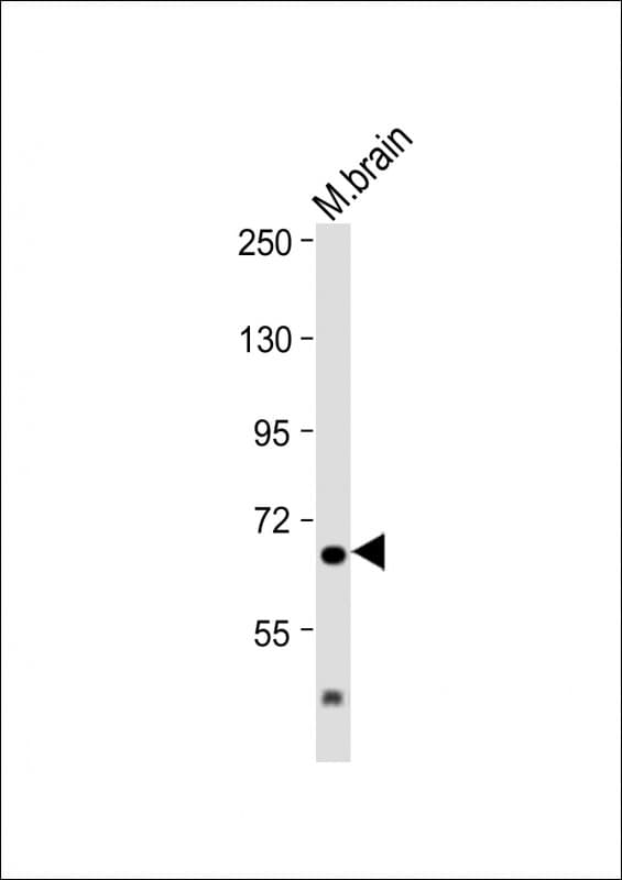 IL1RAP Antibody (C-Terminus)