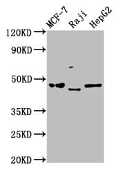Polyclonal Rabbit anti-Human SERPINA11 Antibody (WB)