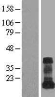 VAMP5 / VAMP-5 Protein (Over-Expression Lysate Myc-DDK (Flag))