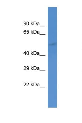 GABRA5 Antibody (aa205-254)