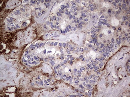 Monoclonal Mouse anti-Human CD63 Antibody (clone OTI5E5, IHC, WB)