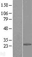 EIF1AD Protein (Over-Expression Lysate Myc-DDK (Flag))