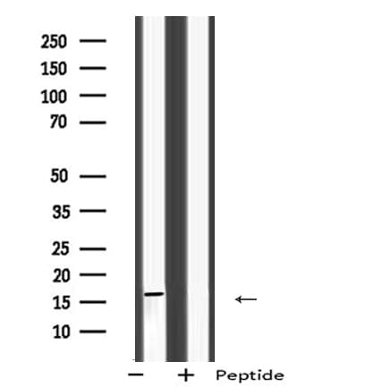 MRPS28 Antibody