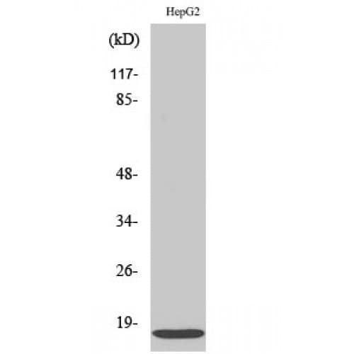 Polyclonal Rabbit anti-Human Fragilis / IFITM3 Antibody (10-90 aa, N-terminal, IF, WB)