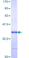 Human RNF219 Protein (Recombinant GST, N-terminus)
