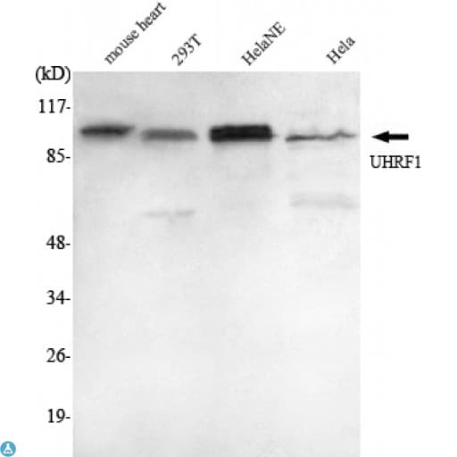 UHRF1 Antibody