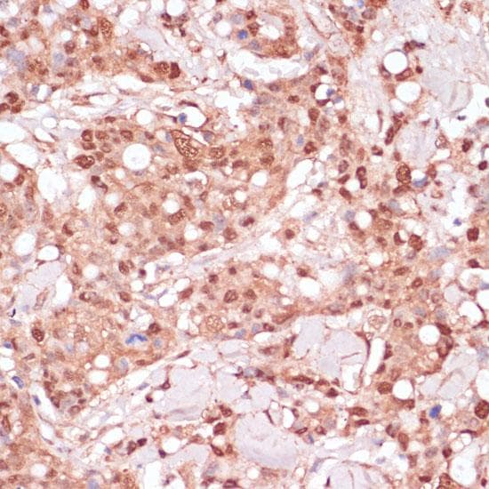 BYSL Antibody