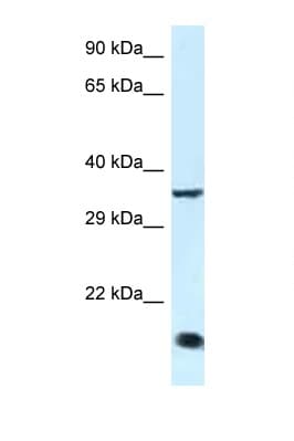 KLF3 Antibody (C-Terminus)