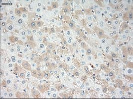 VEGFA / VEGF Antibody (clone OTI4E3)