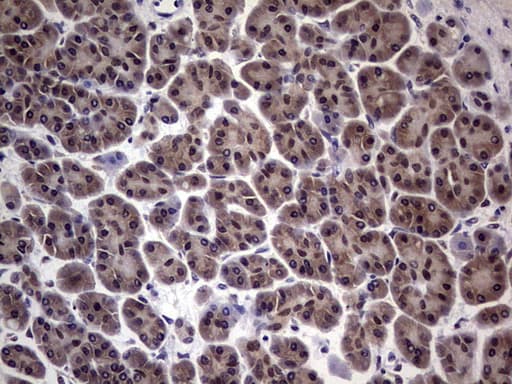 Monoclonal Mouse anti-Human C14orf166 Antibody (clone OTI2C3, IHC, WB)