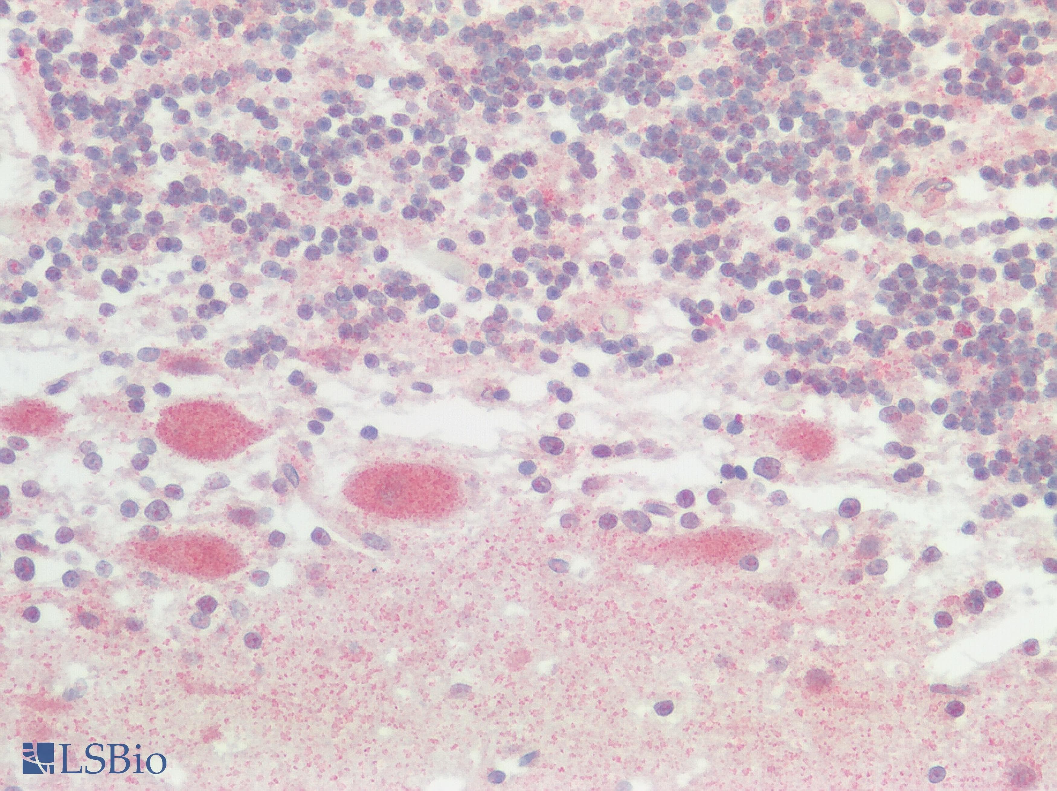 IHC-plus™ SREB / GPR85 Antibody (Extracellular Domain)