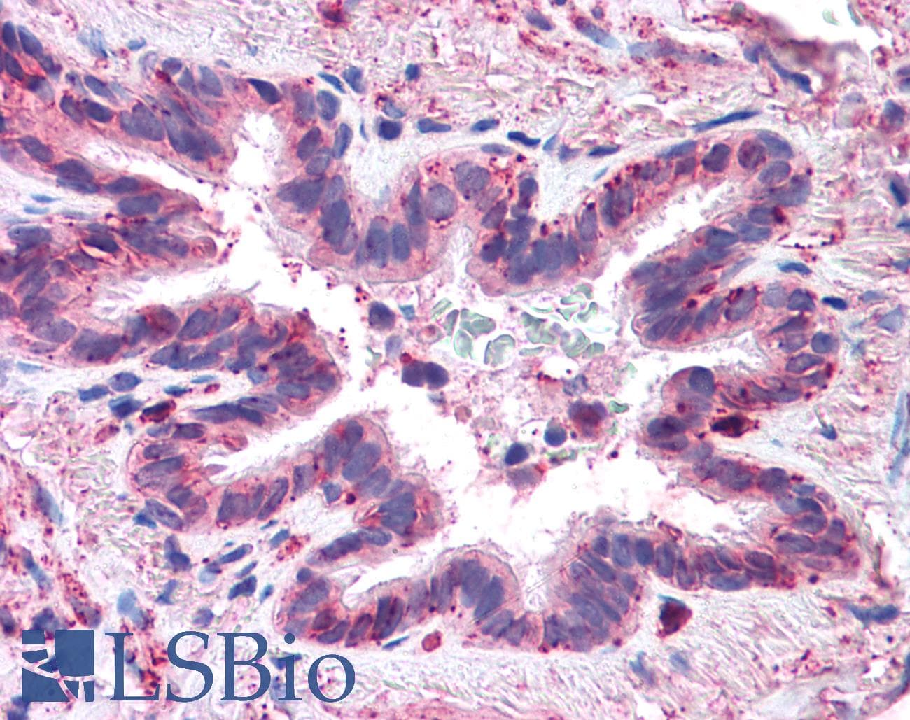 IHC-plus™ MFI2 / p97 Antibody (N-Terminus)