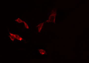 SCNN1D Antibody