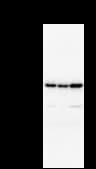 BRD3 Antibody (clone 2088C3a)