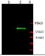 Monoclonal Mouse anti-Human AR / Androgen Receptor Antibody (clone 2B4-D1-B1, Preservative Free, Biotin, WB)