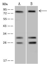 Polyclonal Rabbit anti-Human POLR3E / SIN Antibody (WB)