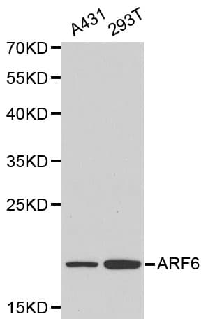 ARF6 Antibody