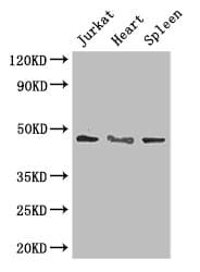 MAPK8 / JNK1 Antibody