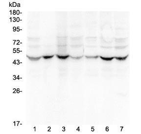 Polyclonal Rabbit anti-Human TGFB2 / TGF Beta2 Antibody (WB)