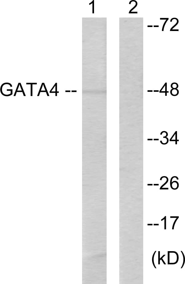 GATA4 Antibody (aa71-120)