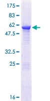 Human C5orf51 Protein (Recombinant GST)