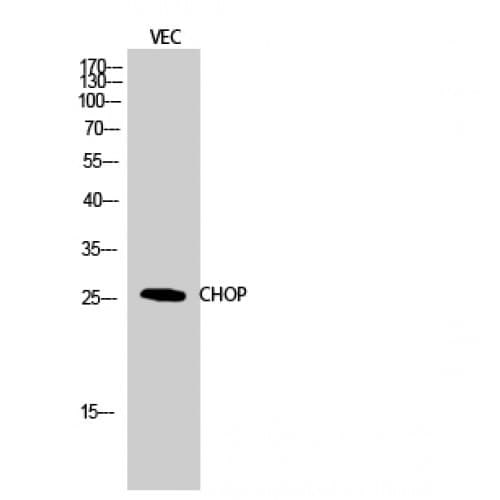 IHC-plus™ DDIT3 / CHOP Antibody (10-90 aa)