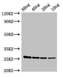 esxA / ESAT6 Antibody