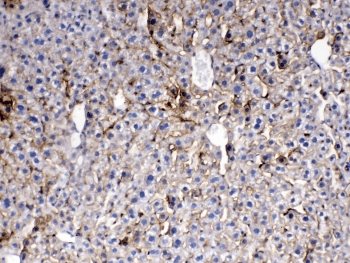 THPO / TPO / Thrombopoietin Antibody