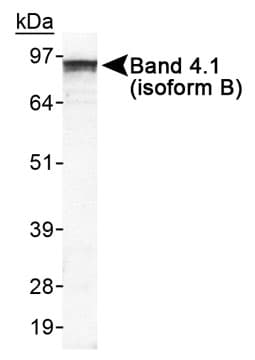 EPB41L3 Antibody (Internal, DY488)