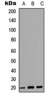 MARCKSL1 Antibody (N-Terminus)