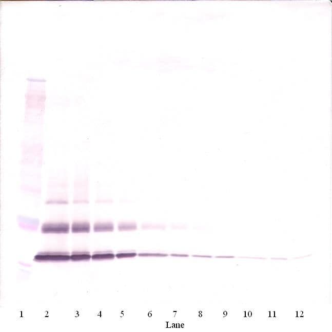 CCL7 / MCP3 Antibody