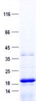 Human CSH2 / Placental Lactogen Protein (Recombinant His, N-Terminal)