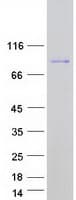 Human DMWD Protein (Recombinant Myc-DDK (Flag))