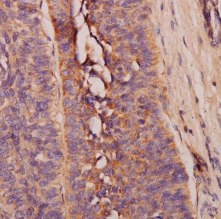 Asprosin Antibody