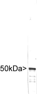 Vimentin Antibody