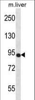 NTRK3 / TRKC Antibody (aa161-188)