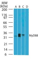 MYD88 Antibody (aa50-100, clone 4D6)