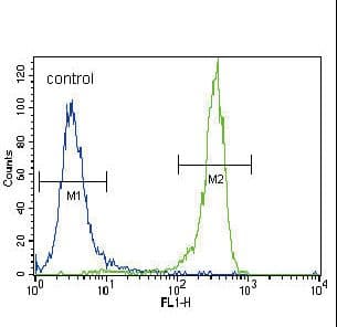 Polyclonal Rabbit anti-Human FGFR2 / FGF Receptor 2 Antibody (aa7-37, IF, WB)