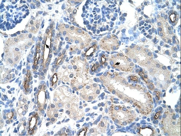 EMA / MUC1 Antibody (C-Terminus)