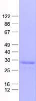 Human FOLR3 Protein (Recombinant His, N-Terminal)