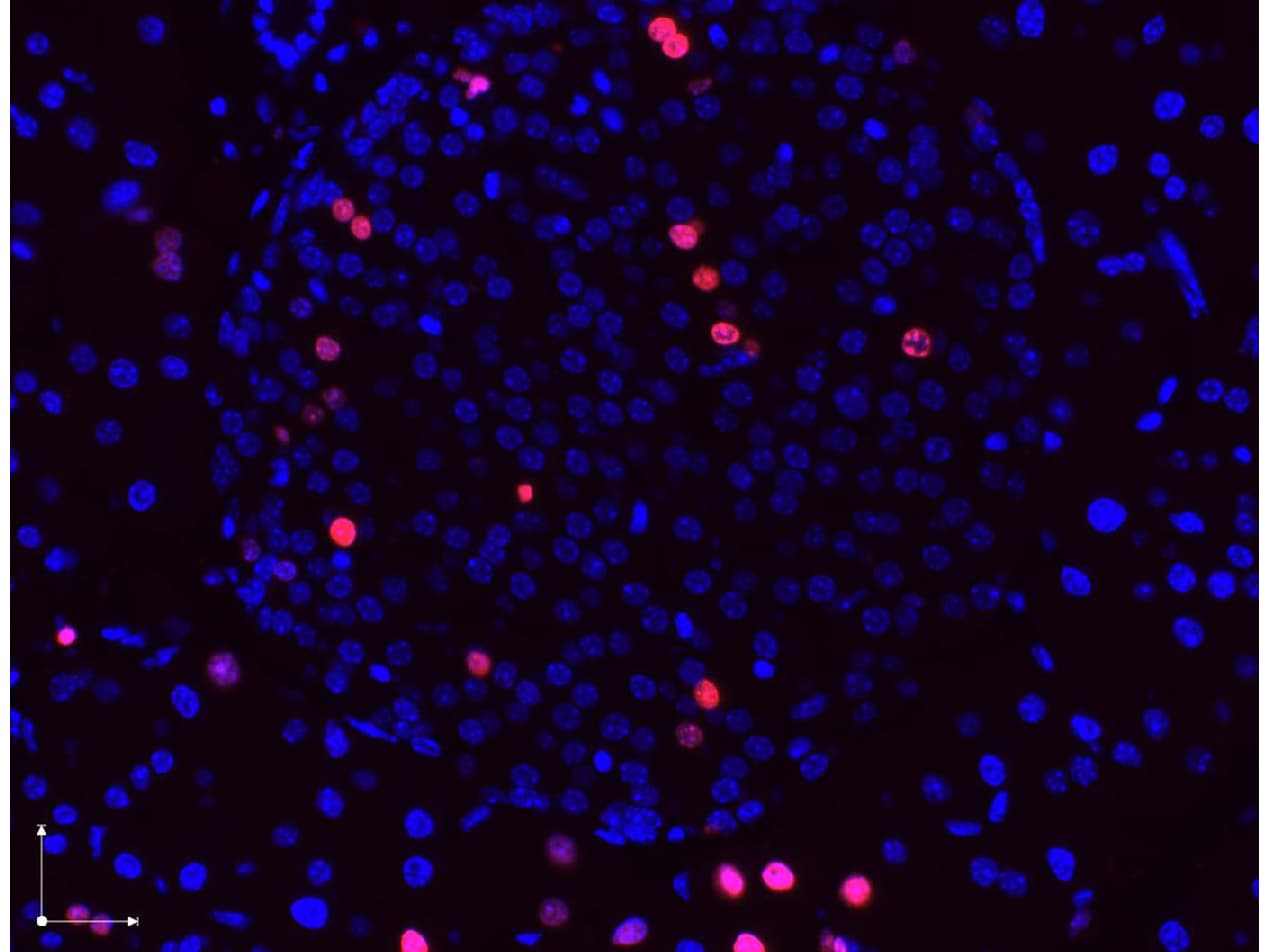 BrdU Antibody