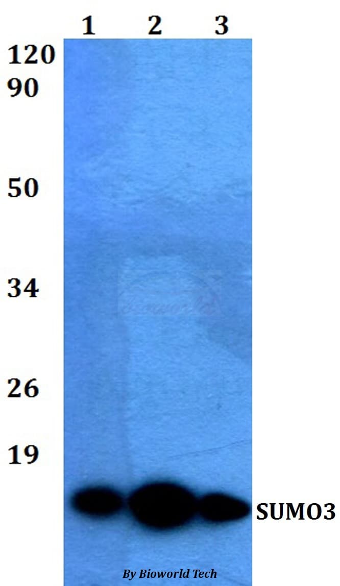 SUMO3 Antibody