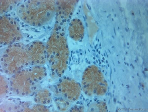 PLDN / Pallidin Antibody (aa50-100)