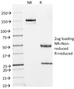 Cyclin A Antibody (clone E67, Azide-free, BSA-free)