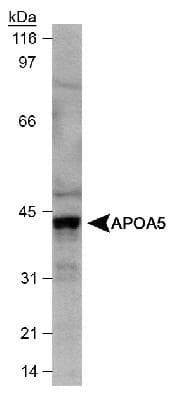 IHC-plus™ Apolipoprotein A-V Antibody (clone 1G5G9)
