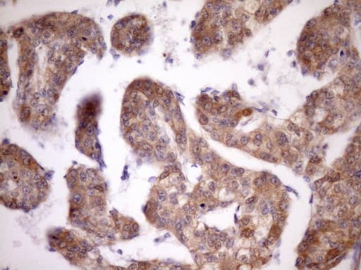 MST1 Antibody (aa194-462, clone OTI1A10, Carrier-free)