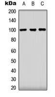 IHC-plus™ CLOCK Antibody (Internal)
