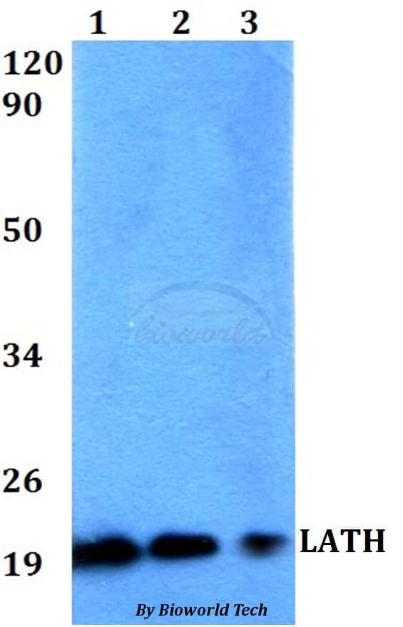 LATH Antibody