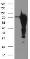 EPN2 Antibody (clone OTI1E4)