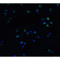 TNFRSF25 / DR3 Antibody